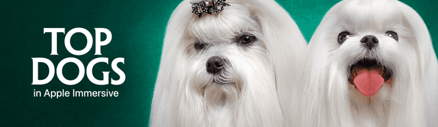 Immersive Dog Show Series ‘Top Dogs’ Premieres on Apple Vision Pro - MacStories - Featured Image