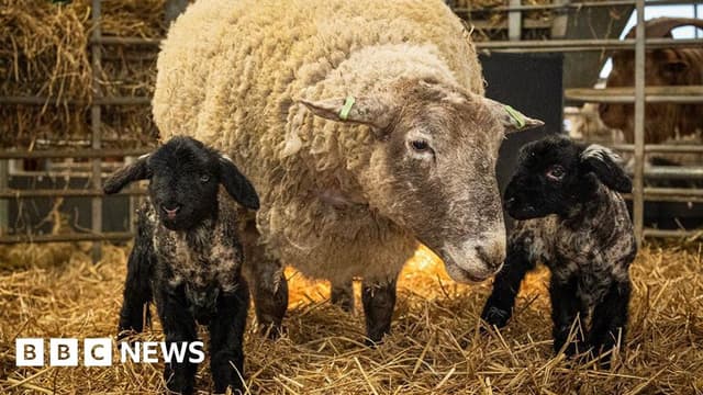 Britain's 'loneliest' sheep Fiona gives birth for first time - Featured Image
