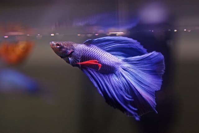 50 Best Betta Fish Tank Mates - Compatibility List | FishLab - Featured Image