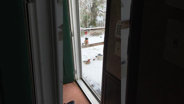 Some birds having lunch in the snow - Featured Image