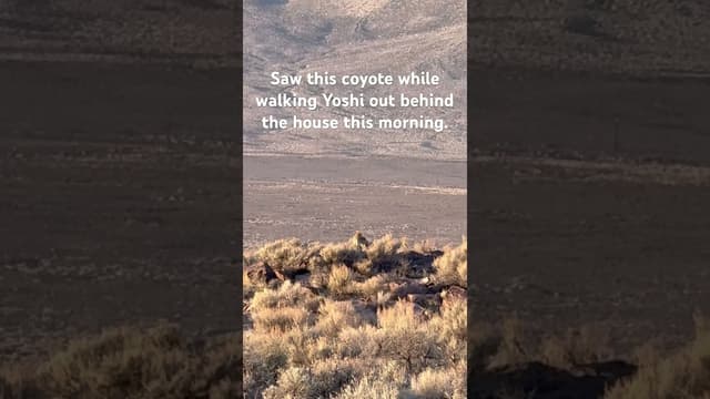 Coyote, on Mustang Mesa this morning. #coyote #owensvalley #california #sierranevada #mustangmesa - Featured Image