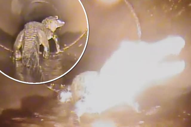 Alligators in the sewer myth is true: City workers find out in jaw-dropping video - Featured Image