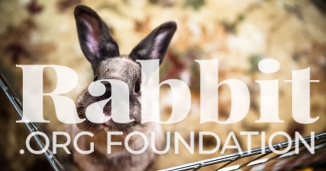 House Rabbit Care & Behavior - Rabbit.org - Featured Image