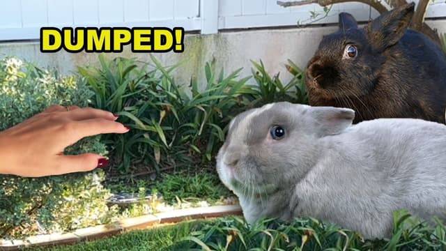 Two abandoned baby bunnies get a second chance, they were shaking!! - Featured Image
