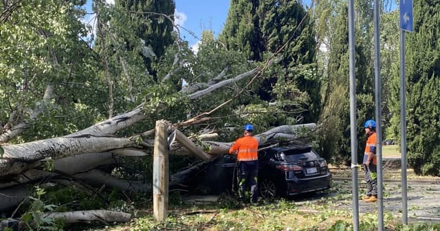 Two vehicles crushed by tree, schools closed following weekend storms | Region Canberra - Featured Image
