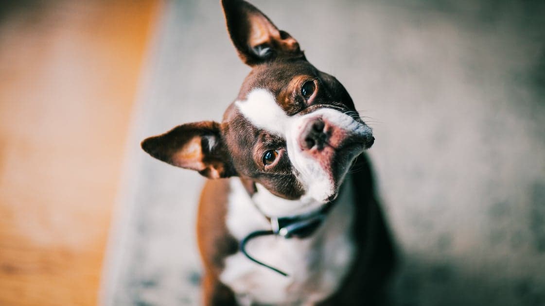 A New Study Suggests Your Dog May Be Eavesdropping On You To Learn Language | HuffPost Life - Featured Image