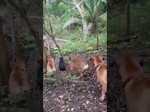 Predator #predator #dog #dogs #mexico - Featured Image