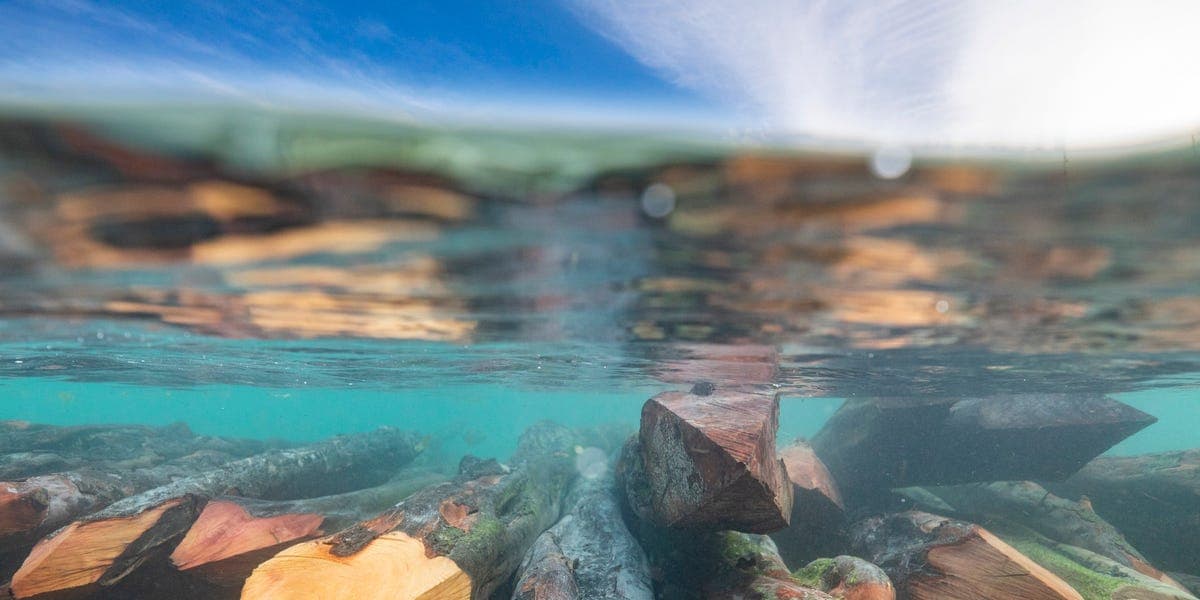 Scientists Think We Could Slow Climate Change by Sinking Trees in the Arctic Ocean - Featured Image