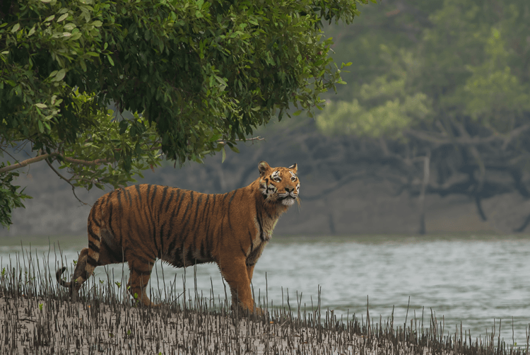Drowning lands and hungry tigers in the Sundarbans - Geographical - Featured Image