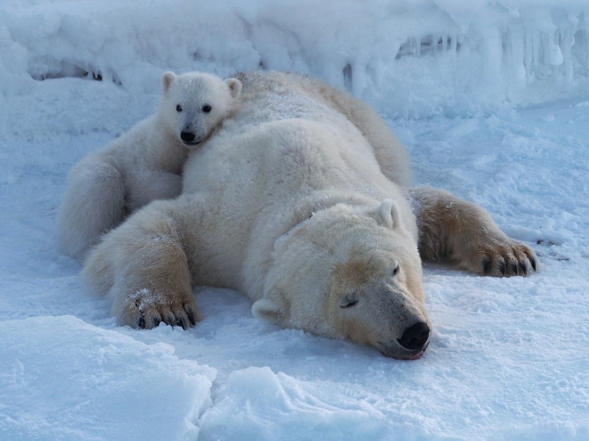 Svalbard’s polar bears are showing remarkable resilience to climate change | Scientific American - Featured Image