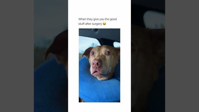 It's the confirmation smile for me 🤌😂🐶 #OffLeashK9Training #ConfidentDog #DogHumor #DogLife - Featured Image