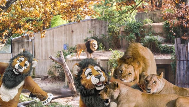 Disaster As San Francisco Zoo Adds Furries To Lion Enclosure | Babylon Bee - Featured Image