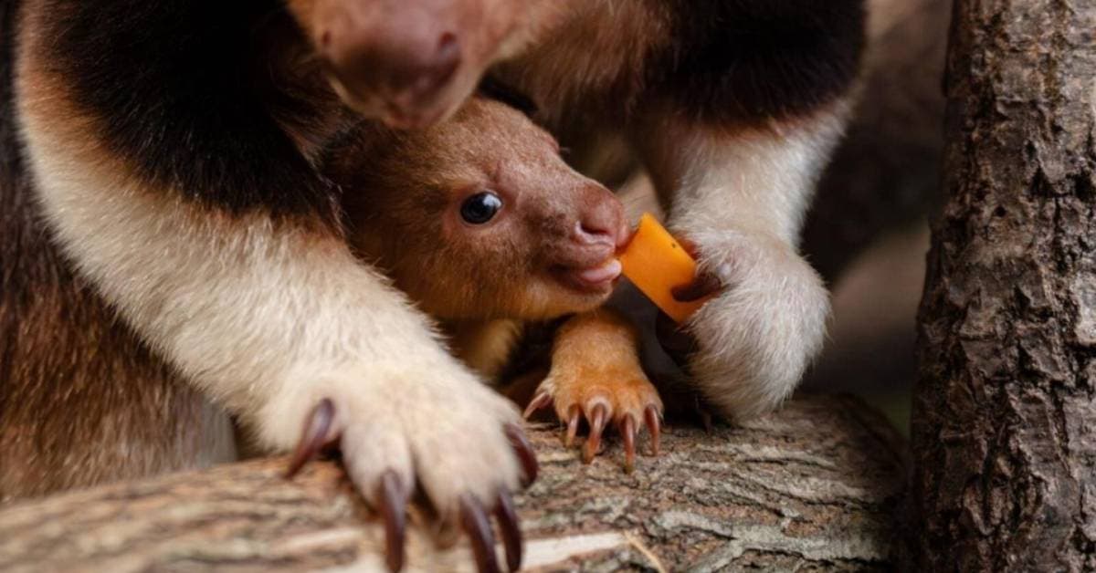 Tree kangaroo 'pouch cam' gives rare insight into species - Featured Image