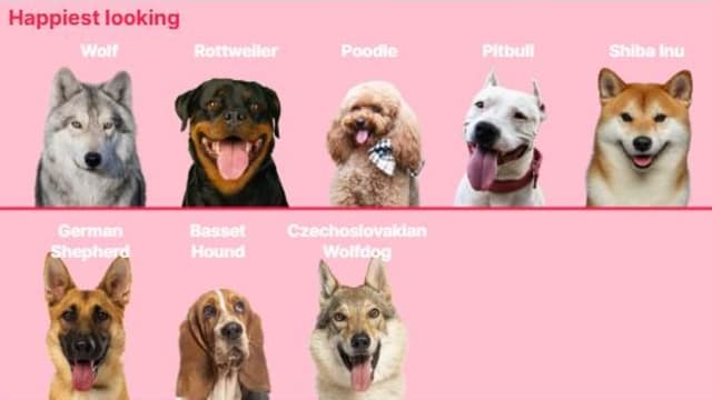 The happiest-looking dogs, according to science - so, do you agree that German shepherds should top the table? | Daily Mail Online - Featured Image