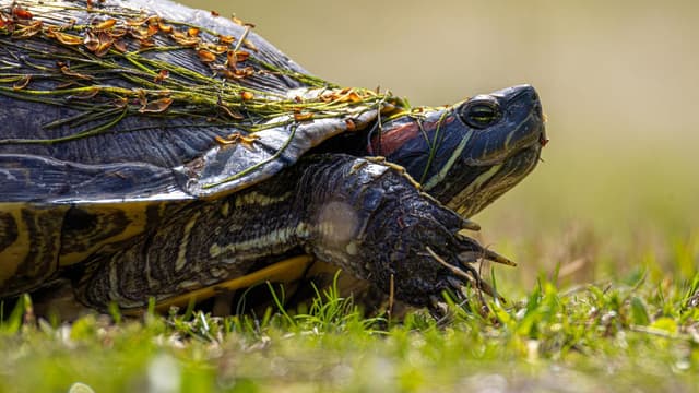 Why my favorite Linux distro is slowing down - and I'm thrilled about it | ZDNET - Featured Image