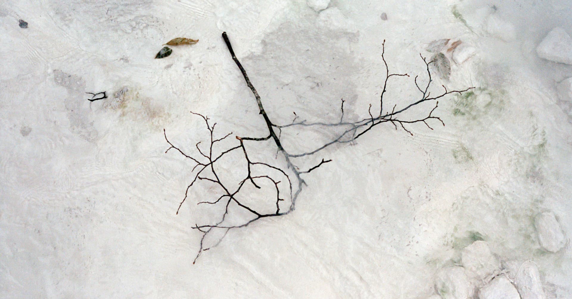 Echoic Memory – CMarie Fuhrman - Featured Image