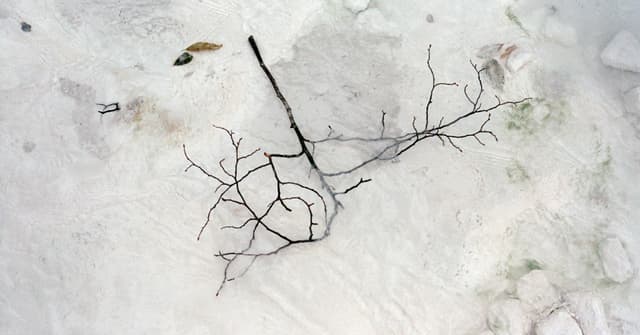 Echoic Memory – CMarie Fuhrman - Featured Image