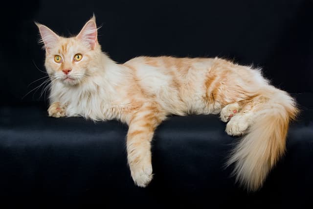 How Big Do Maine Coons Get? Average Size Chart & Care Tips - Catster - Featured Image