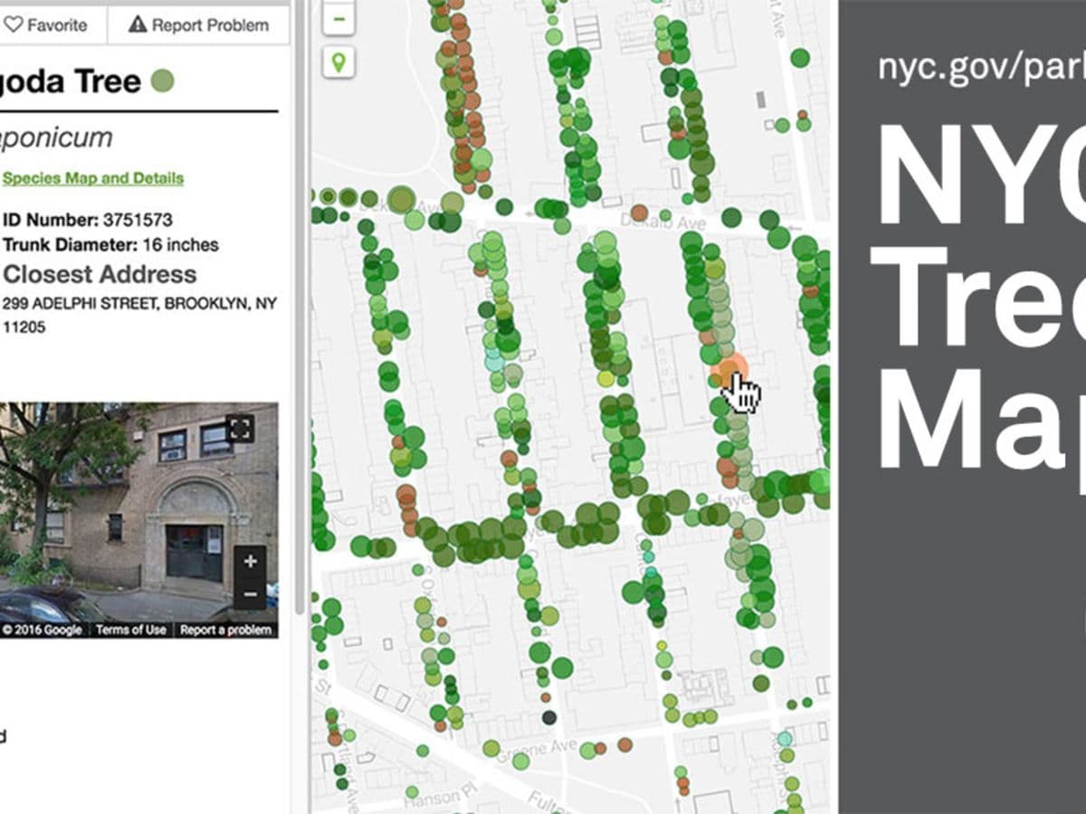 NYC Tree Map - Featured Image