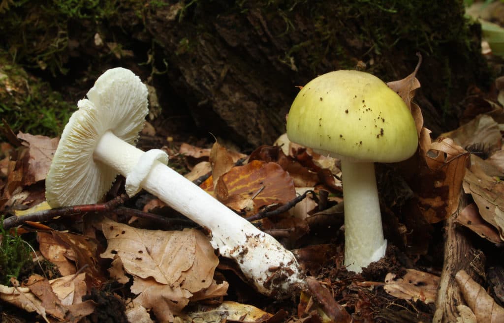 Four dead and three receive liver transplants after eating death cap mushrooms in California | PBS News - Featured Image