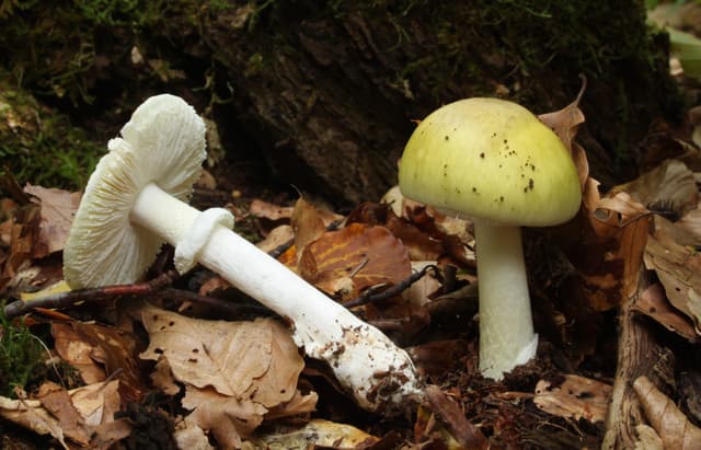 Four dead and three receive liver transplants after eating death cap mushrooms in California | PBS News - Featured Image
