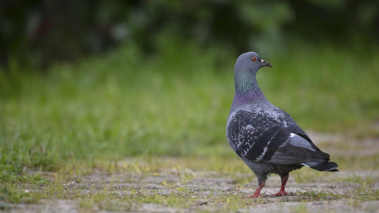 Russian bird bio-drones begin real-world testing | The Jerusalem Post - Featured Image