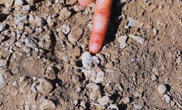 New Fossil Discovery Could Kick Lucy Out of the Human Family Tree - Featured Image