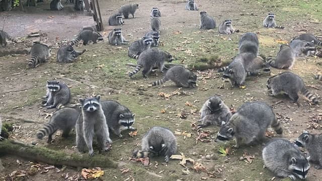 Poulsbo woman's home overrun by over 100 raccoons after 3 decades of feeding them - Featured Image
