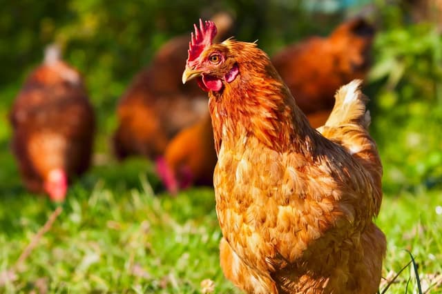 Professor travels with an emotional support chicken: ‘She can understand my emotions’ - Featured Image