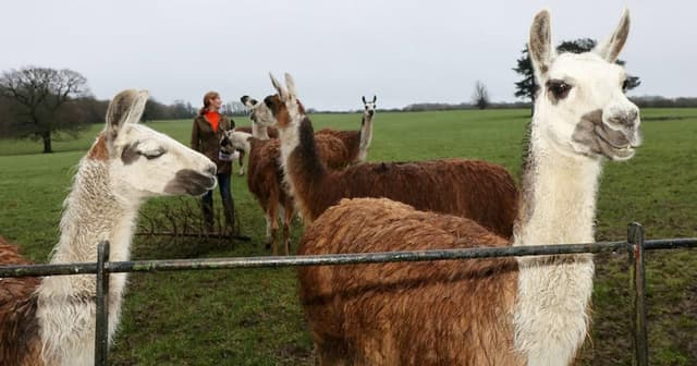 Crime-fighting llamas catch thief and make heroic 'citizen's arrest' | News UK | Metro News - Featured Image