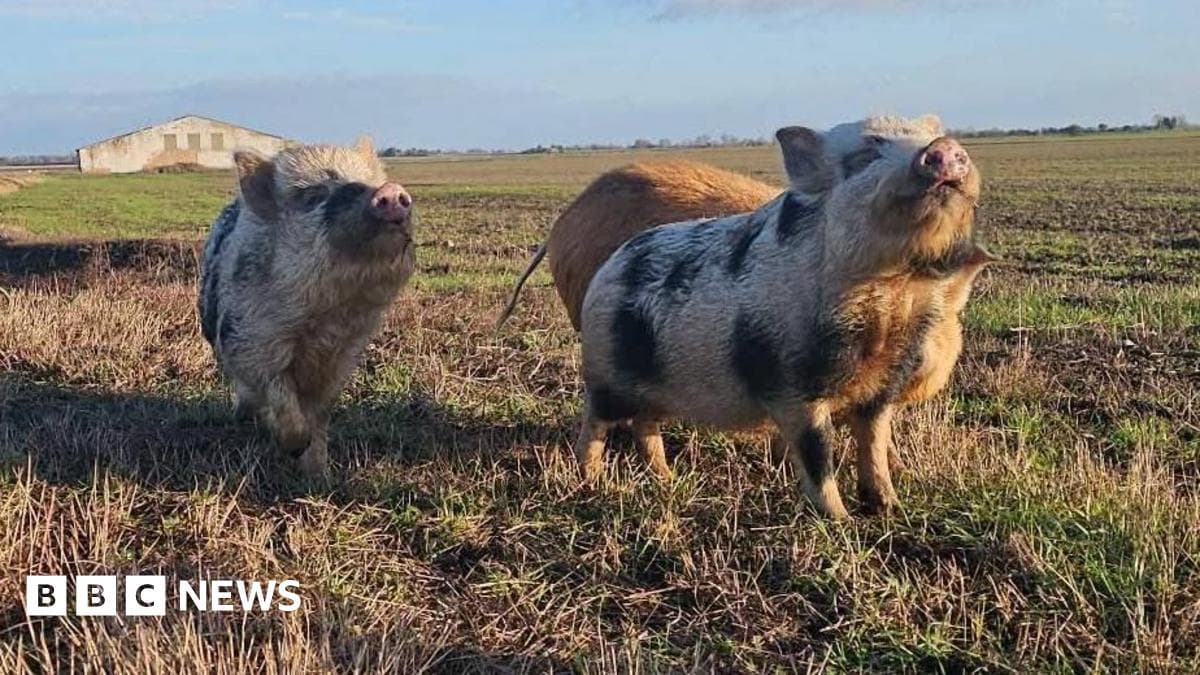 Three abandoned little pigs rescued in Fenland - Featured Image