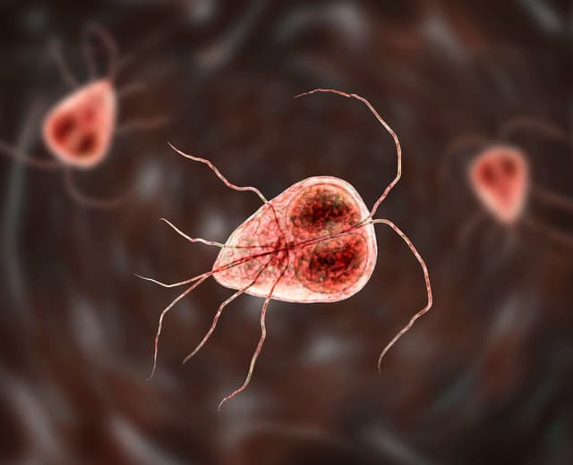 Giving up sex helped a parasite infect many new hosts - Featured Image