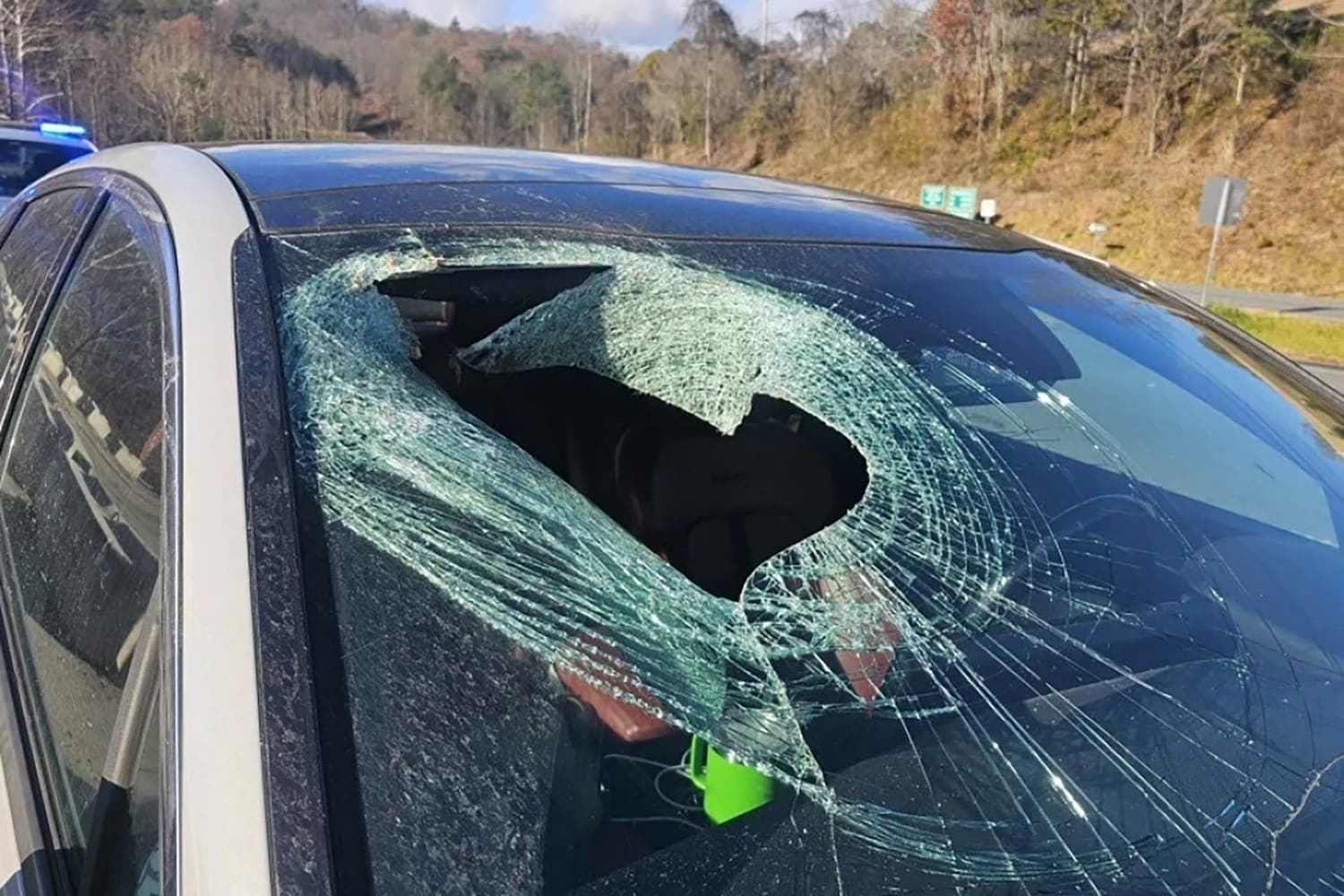 'I just had a bald eagle drop a cat through my windshield,' North Carolina driver tells 911 - Featured Image