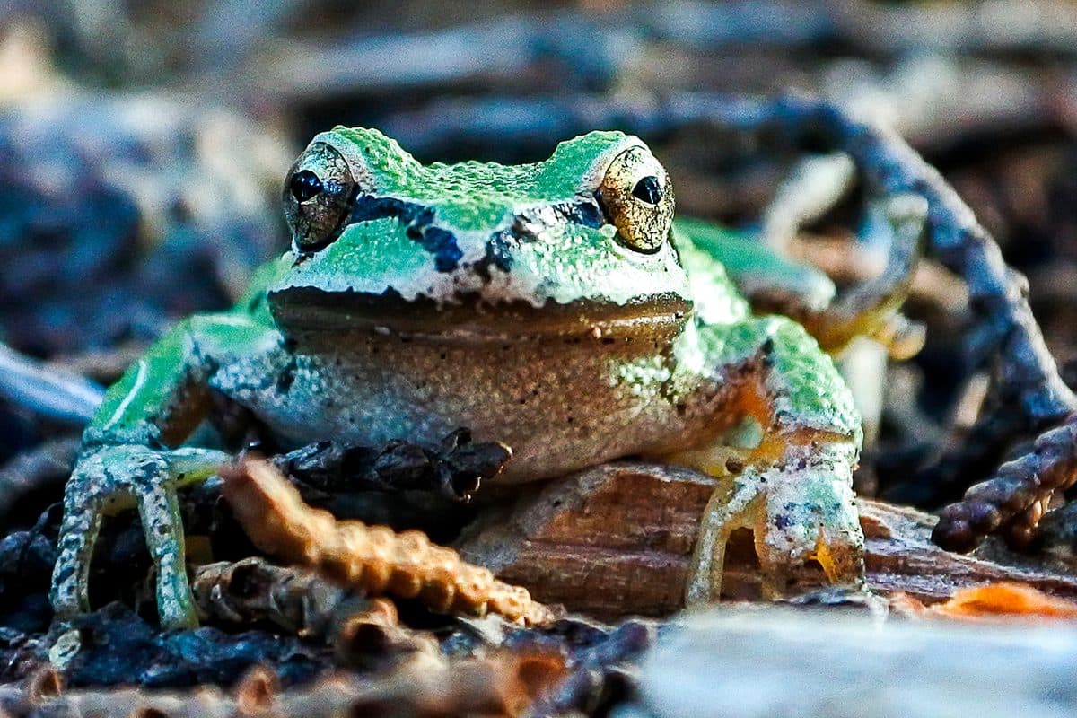 Climate change is making frogs 'sexier', scientists say | BBC Science Focus Magazine - Featured Image