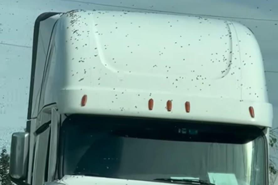 Truck rollover releases 14 million bees onto Washington road - Featured Image