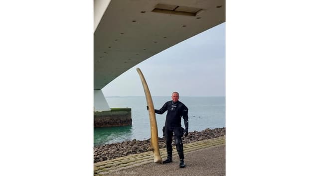 Rare whale jawbone fished out of Oosterschelder came from Amsterdam museum | NL Times - Featured Image