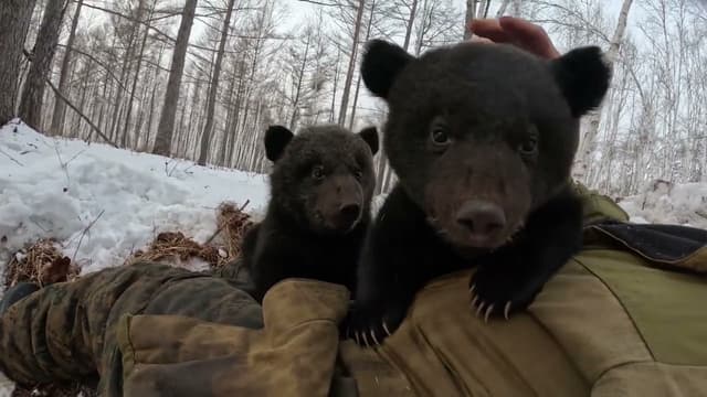 Медведица в декретном отпуске. - Featured Image