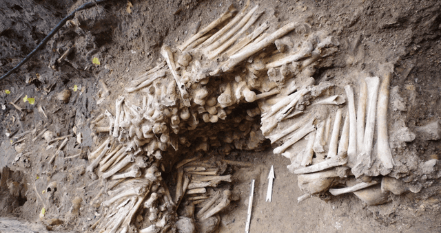 Wall Made Of Human Bones Found Underneath Cathedral In Belgium - Featured Image