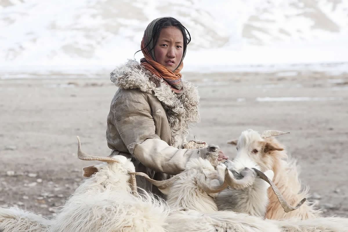 30 Powerful Images by Cat Vinton That Reveal the Quiet Beauty of Changpa Nomads’ Himalayan Life - 121Clicks.com - Featured Image