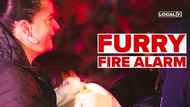 VIDEO: Family rabbit warns owners about house fire, 'He knew something was happening' - Featured Image