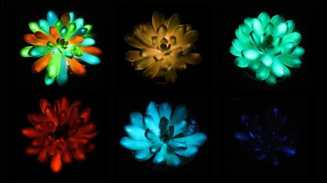 Scientists have created rechargeable, multicolored, glow-in-the-dark succulent plants - Featured Image