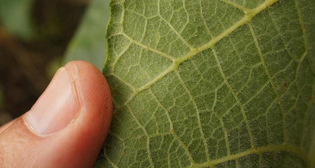 Gympie, The 'Suicide Plant' With A Torturous Sting - Featured Image