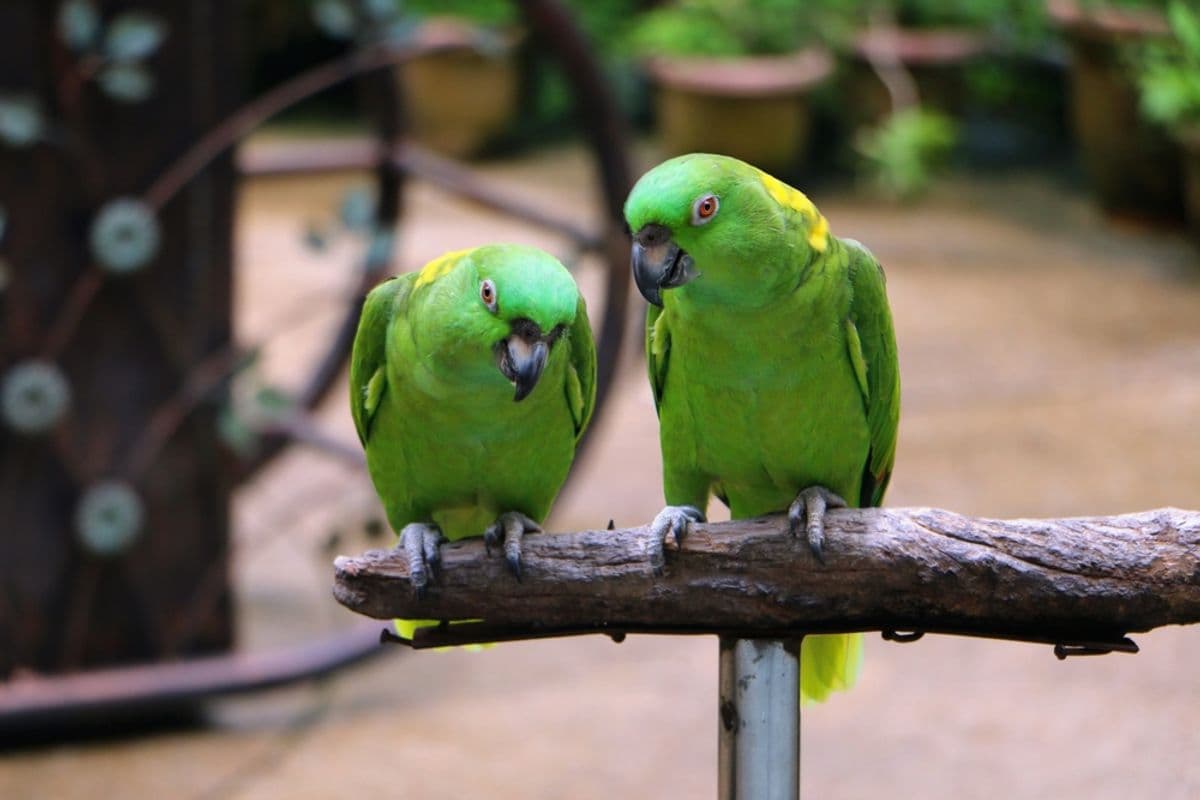 Wild Parrots May Follow Language-Like Rules — Including Syntax | Discover Magazine - Featured Image