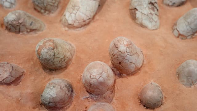 Dinosaur eggshells can reveal the age of other fossils - Ars Technica - Featured Image