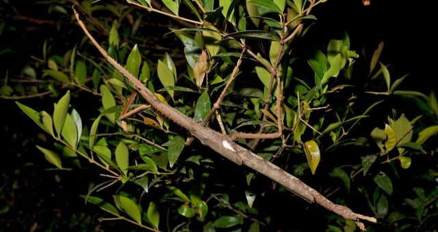 A Massive New Stick Insect Species Was Just Identified In Australia - Featured Image