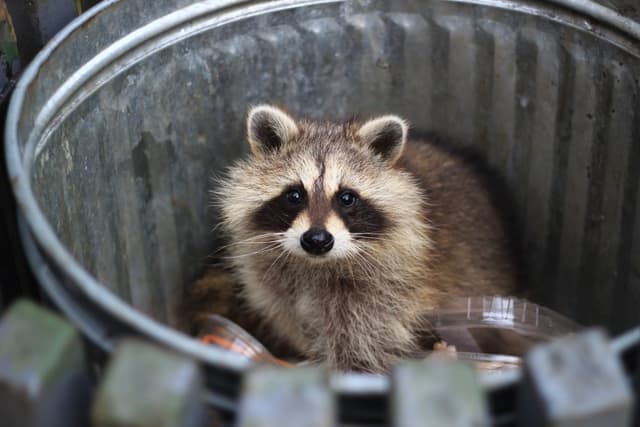 Raccoons Are Showing Early Signs of Domestication - Featured Image