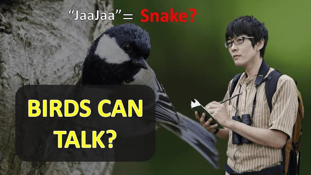 After 20 Years, This Scientist Proved Birds Can Talk and Use Grammar - Featured Image