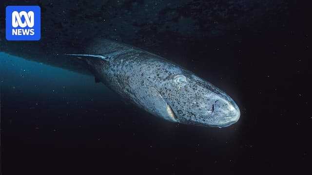 Greenland shark eyes may hold anti-ageing secrets - Featured Image