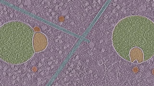 Biologists Uncover Previously Unknown Structure Hiding Inside Human Cells - Featured Image