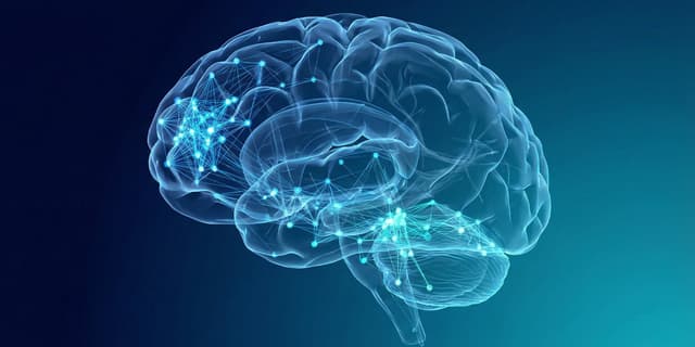 Alcohol shifts the brain into a fragmented and local state - Featured Image